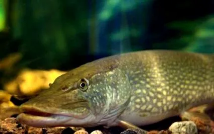 Esox lucius