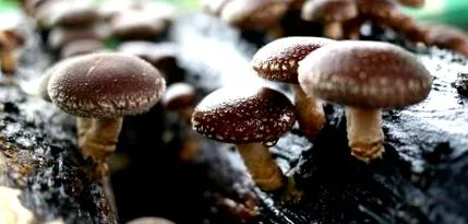 shiitake gomba