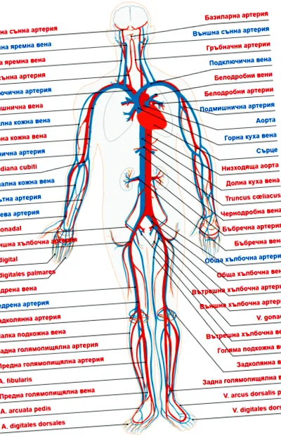 diagnozata rendszer