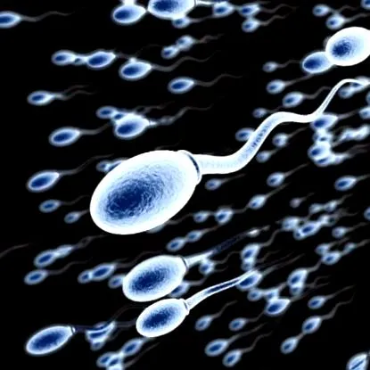spermiumok harci