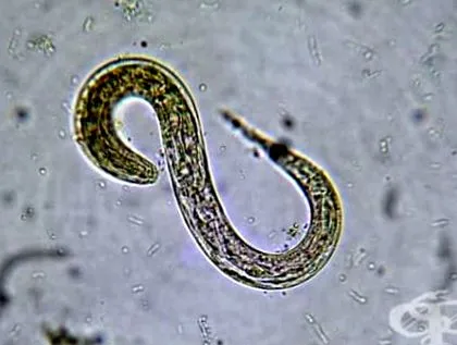feltételek mellett strongyloidiasis