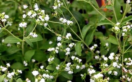 mint stevia