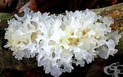 botanika fuciformis
