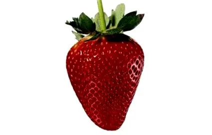tippek táplálkozási