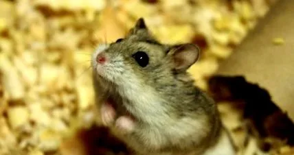 listája listája