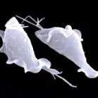 szófiában Trichomonas vaginalis