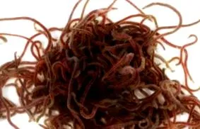 chironomus