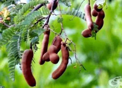 tamarindus tamarind