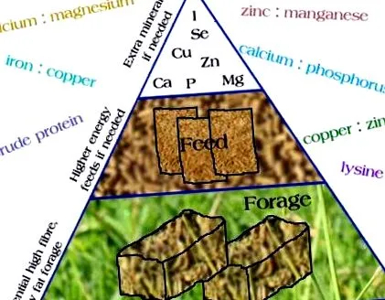 lótáplálási
