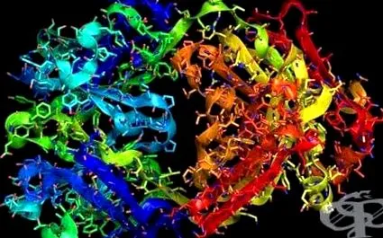 trasztuzumab trasztuzumab L01XC03