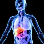 májgyulladássá steatosis