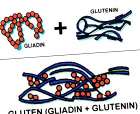 gluténra tönkölyre