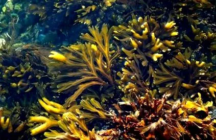 alga alga