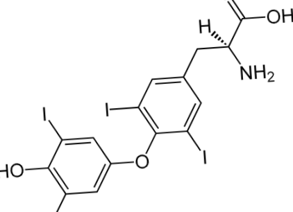 pajzsmirigy