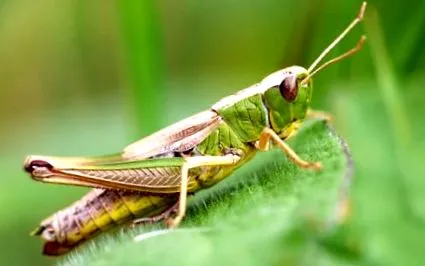 miért Alphitobius diaperinus