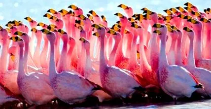 flamingók