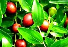 jujube