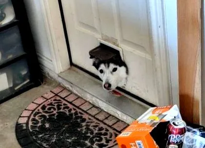 husky