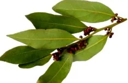 hatalmas aromás