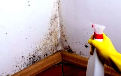 penész