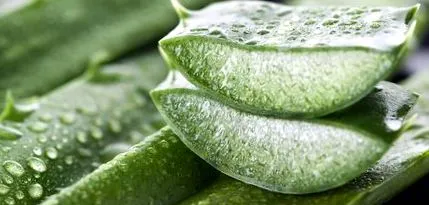 aloe aloe