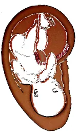 holisztikus