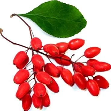 zsírégető