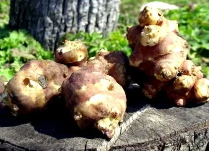 guliában található őrölt alma