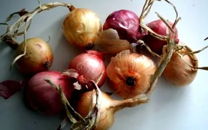 harmonika vizes