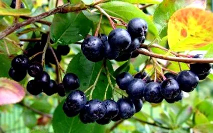 aronia aronia
