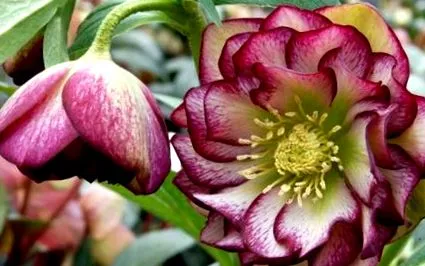 évelő növény kukorica Helleborus