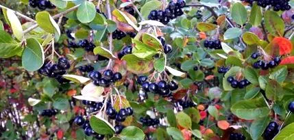 Aronia arbutifolia Aronia arbutifolia