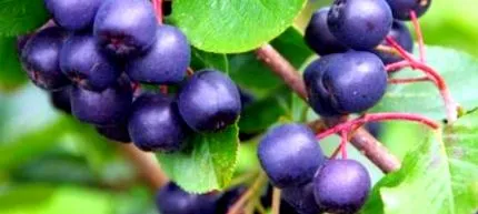 alkalmazások aronia