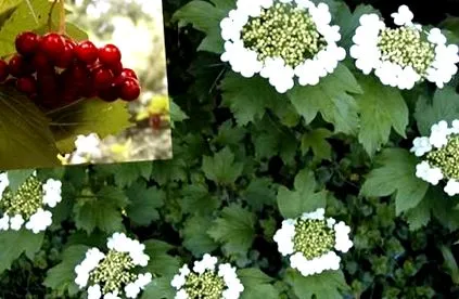 viburnum