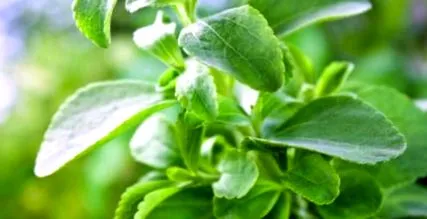 stevia stevia