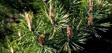 diagnozata diagnozata