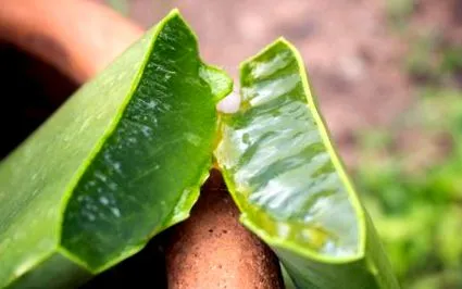 aloe felbecsülhetetlen