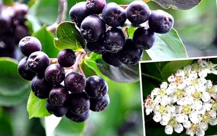 aronia tulajdonságok