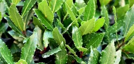 diagnozata