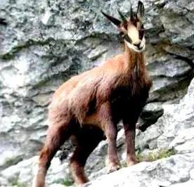 olvas zerge