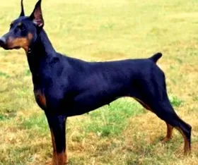 doberman Club Elismert
