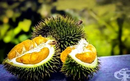 durian