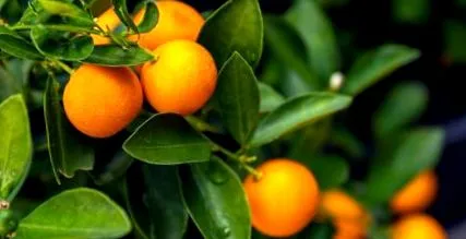 kumquat