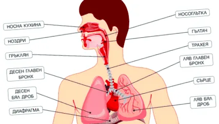 diagnozata