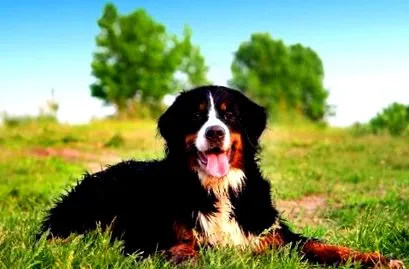 gondozás hogy Bernese