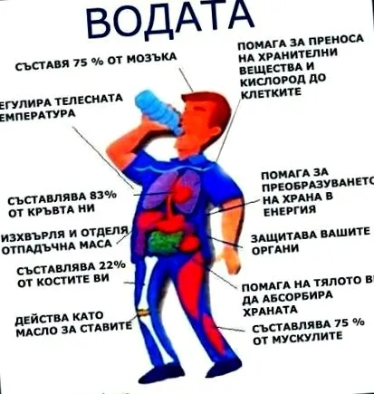emberi testben
