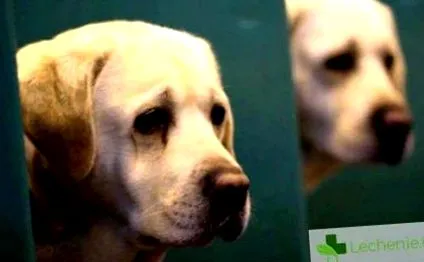 labradorok
