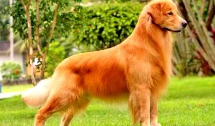 retriever