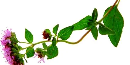 kórokozók
