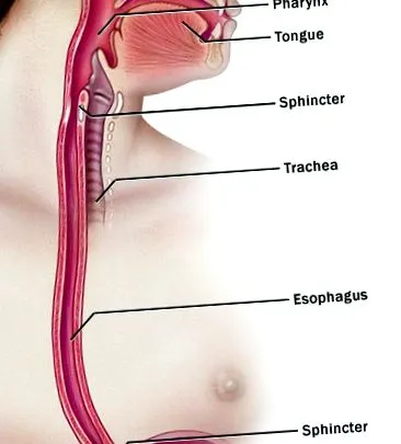 gyomorégés reflux gyomorégés reflux